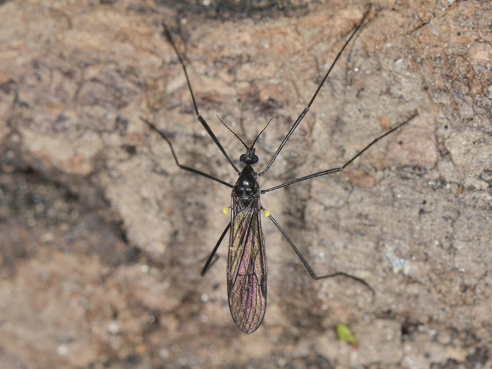 Limoniidae: Gnophomyia sp.